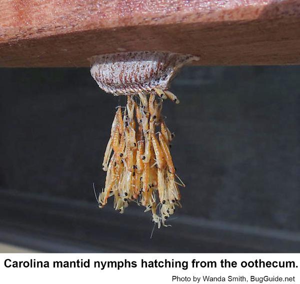 Carolina mantids hatching from their oothecum.